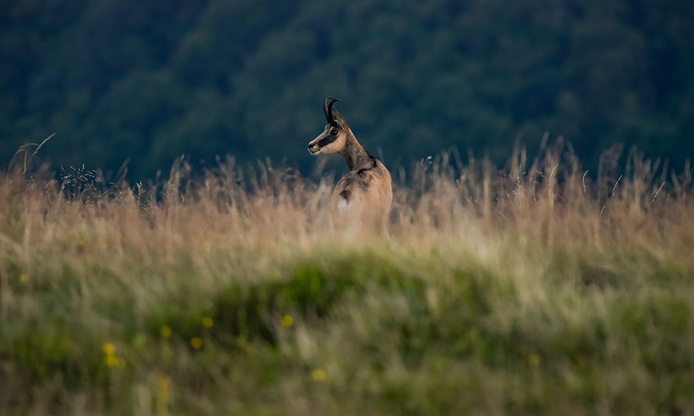 Un chamois