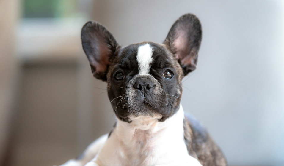 100 idées de prénoms de chiens en V Jardiland