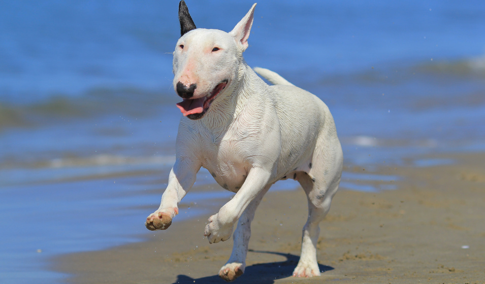 Le bull terrier possède un caractère vif et facile à vivre 