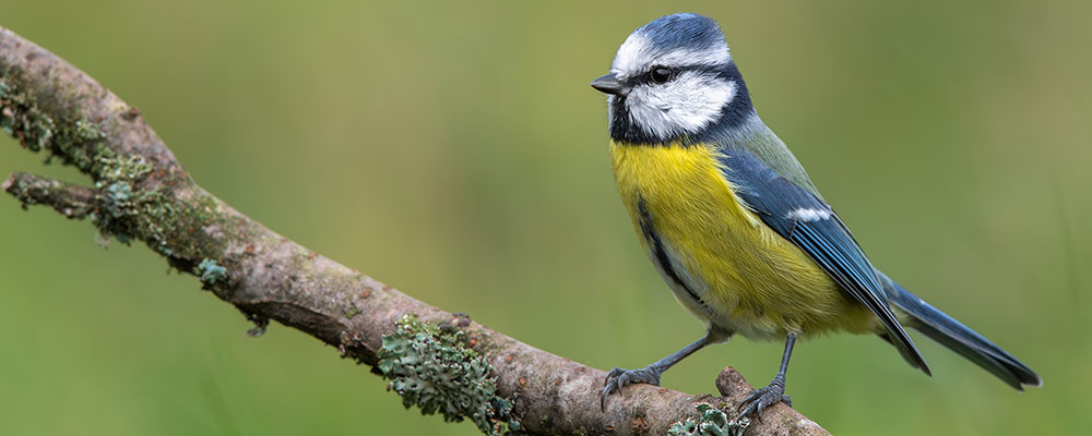 Identifier la Mésange bleue