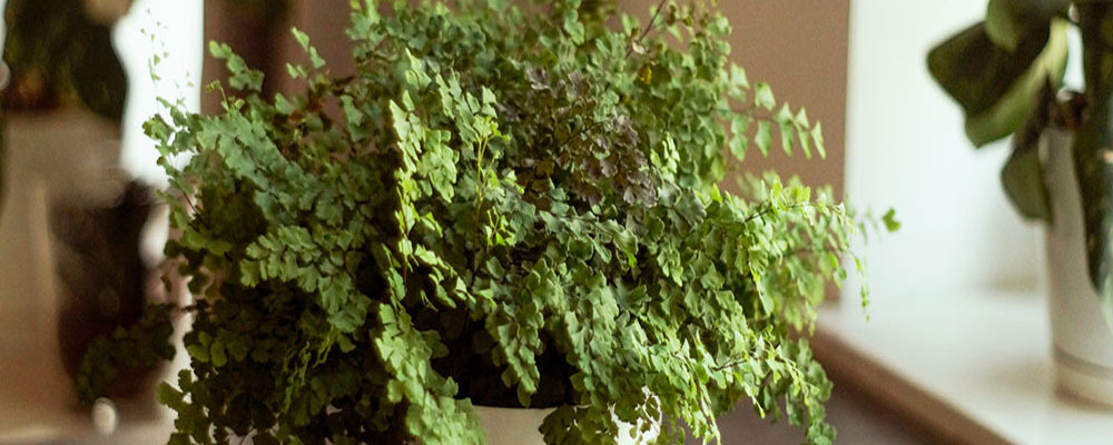 L’adiantum - Adiantum fragrans