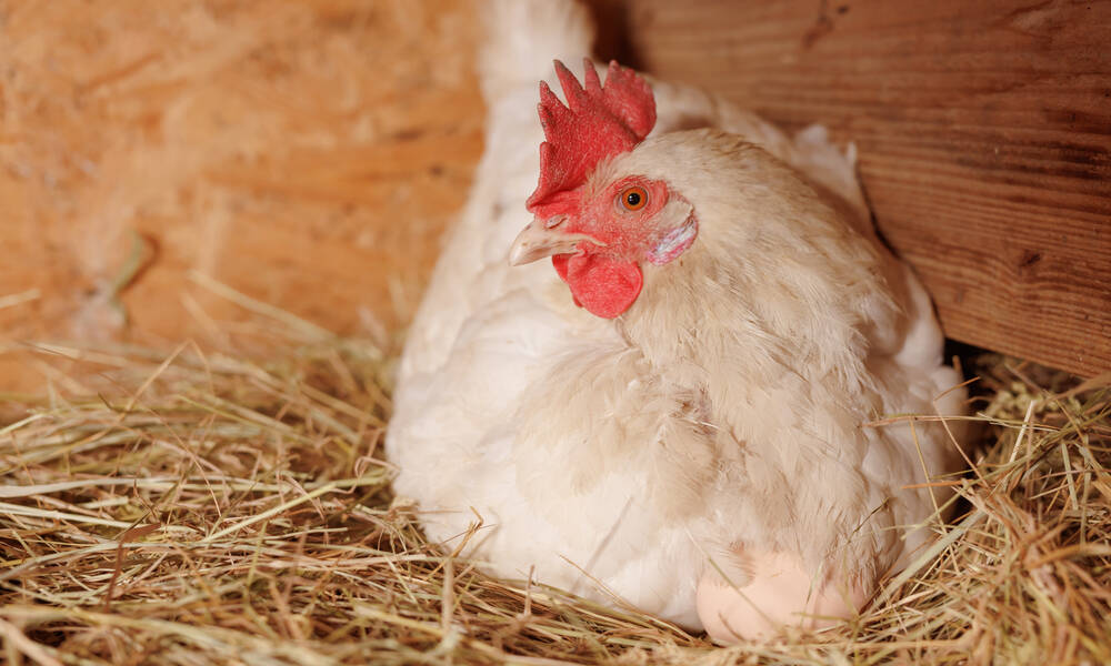 Une poule qui couve ne pond pas