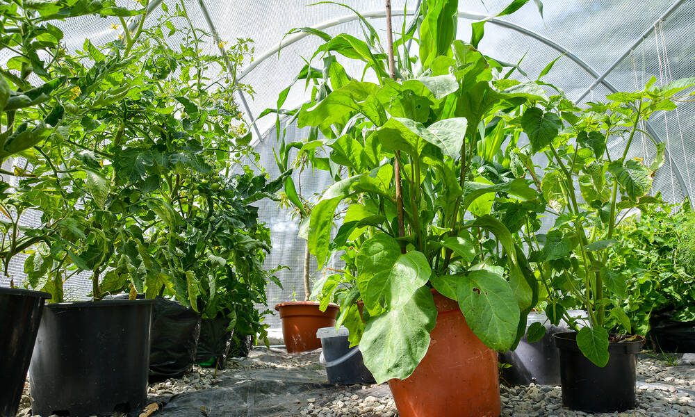 Les plantes frileuses peuvent y passer la mauvaise saison 