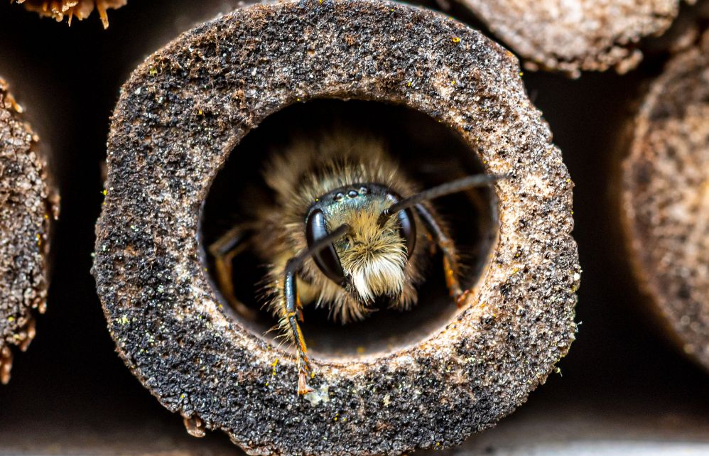 Abeille Solitaire 5 faits surprenants sur les abeilles solitaires - Jardiland