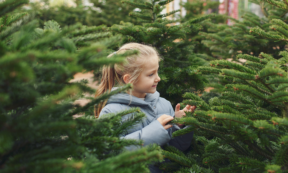 Achetez votre sapin de Noël naturel au meilleur moment !