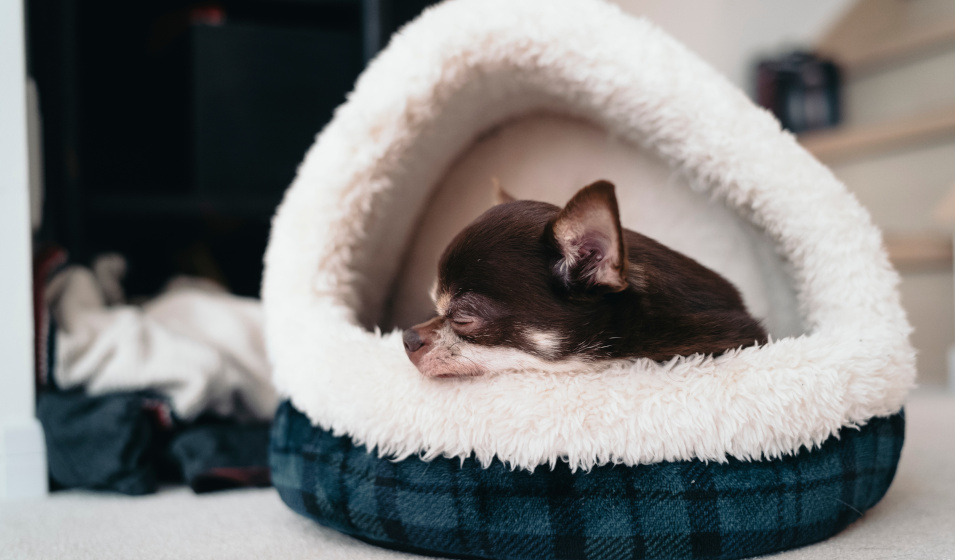 Un chihuahua dort paisiblement dans une niche d'intérieur en tissu