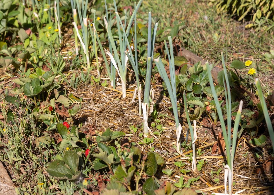 Les déchets de tonte et les petites tailles peuvent être utilisées tels quels au pied des plantes