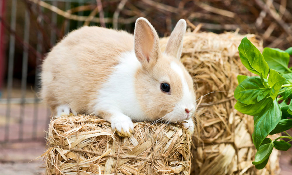 Faire une checklist permet de laisser votre lapin nain au jardin en toute sérénité !