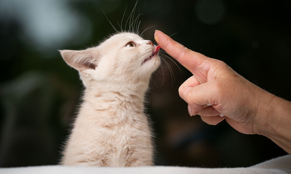 Le chat et l’Homme