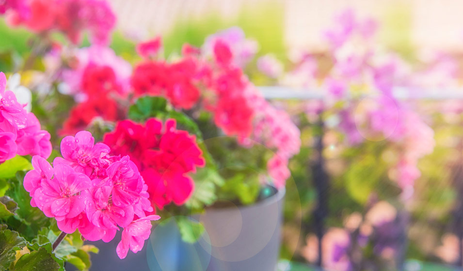 Quelles fleurs choisir pour un balcon coloré toute l'année
