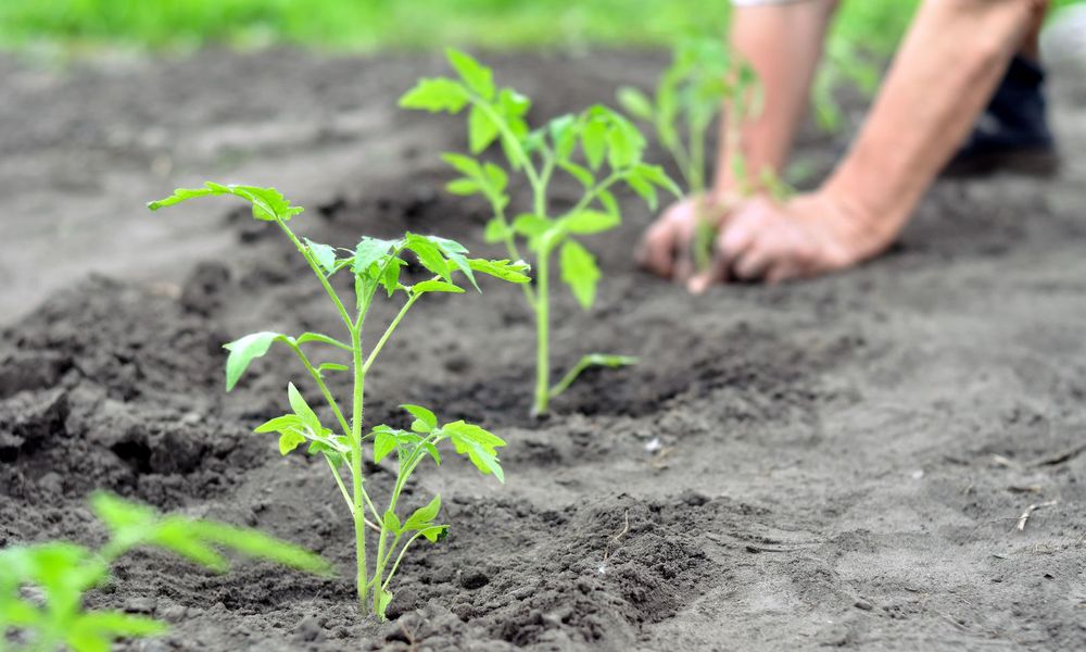 Espacez bien vos plants pour que l'air circule