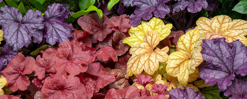 Les heuchères et leur feuillage aussi coloré que des fleurs
