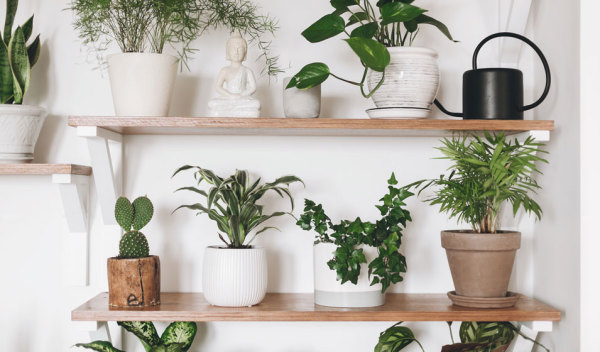 10 idées déco pour mettre en valeur vos plantes d'intérieur - Jardiland