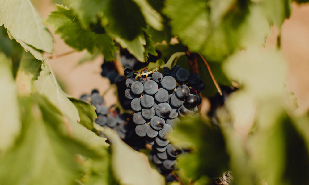 Les grains de raisin tombés au sol dans le jardin peuvent beaucoup plaire au chat 