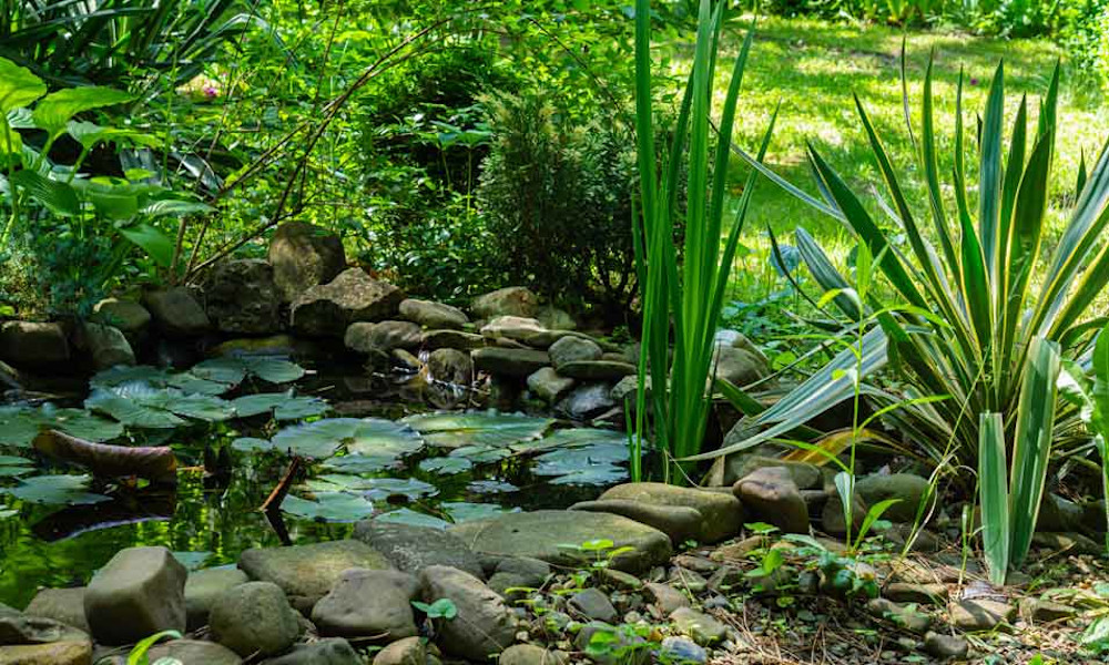 Un bassin pleine nature