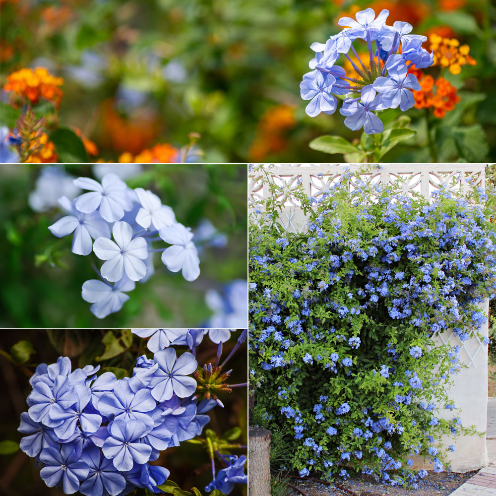 1-Plumbago et lantanas, 2 - Fleur de plumbago du Cap, 3- La variété ‘’Royal Cape’, 4- Un plumbago du Cap en pot