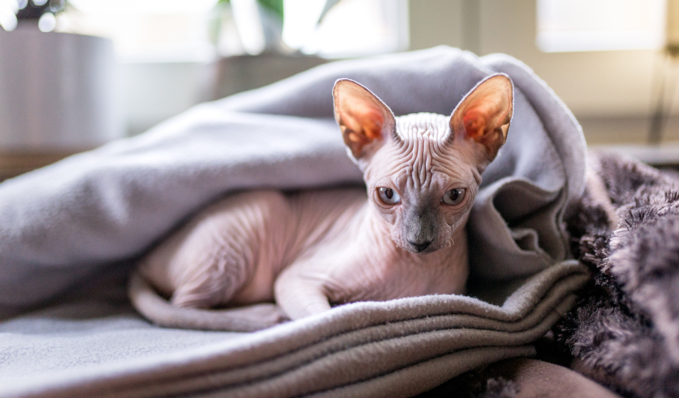 savoir si un chat a froid 2