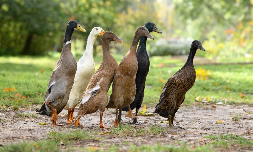 Les canards coureurs ont besoin de 50 m² chacun, au minimum