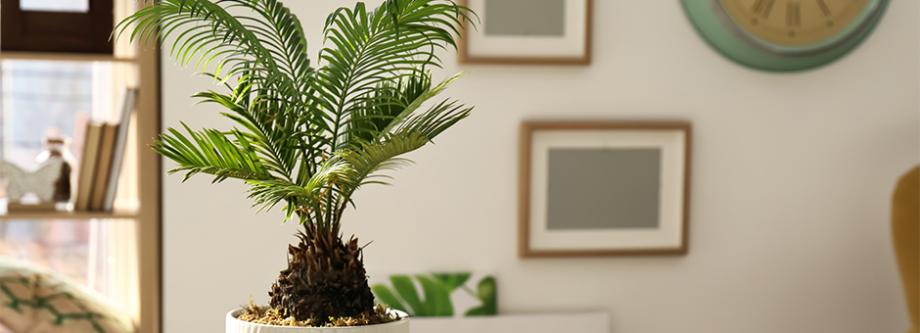 Cycas