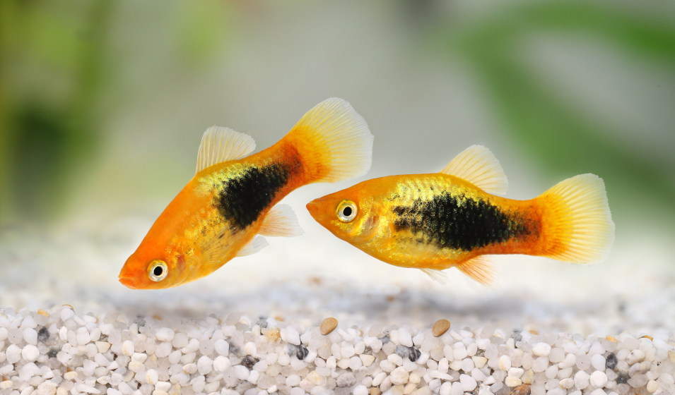 poisson