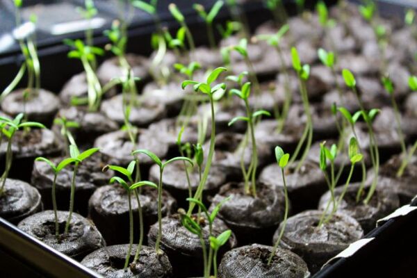 Pourquoi mes tomates ne poussent pas ? - Gamm vert