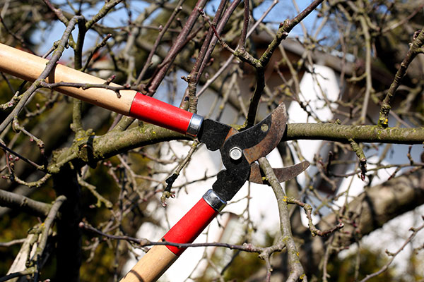 Supprimer les branches superflues d’un arbre