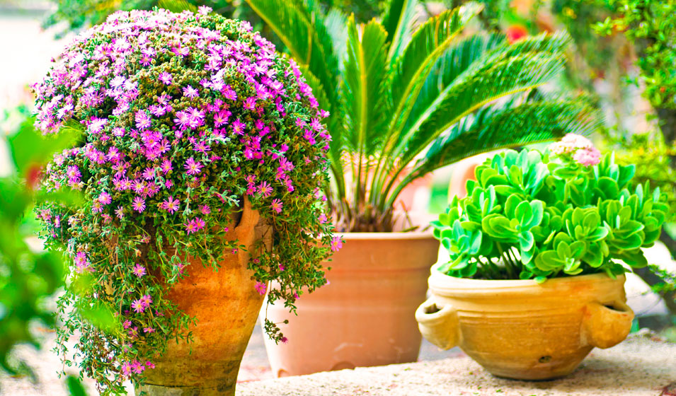 Agencement de fleurs en pot - Un air d'été