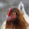 Tout sur les poules pondeuses au jardin