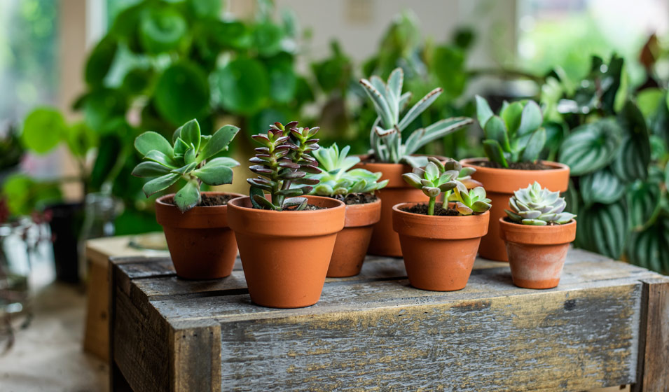 Des petits noyaux aux jolies plantes d'intérieur