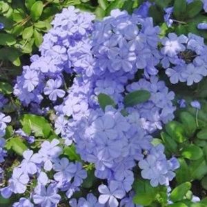 Plumbago du Cap bleu