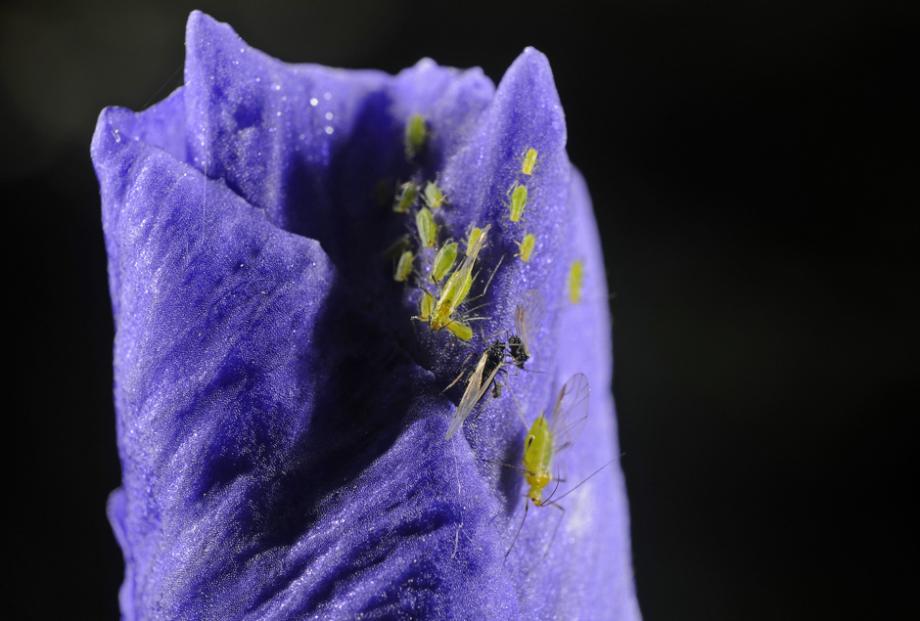 Pucerons sur iris