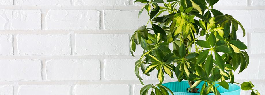 Schefflera