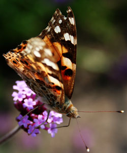 Attirez les insectes pollinisateurs dans votre jardin naturaliste