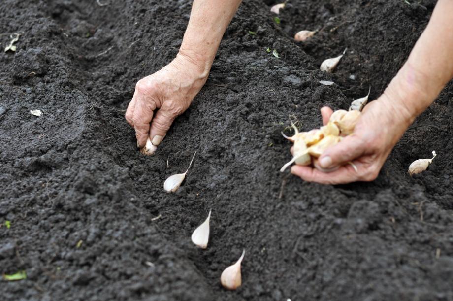 Que planter après les pommes de terre ? - Gamm vert