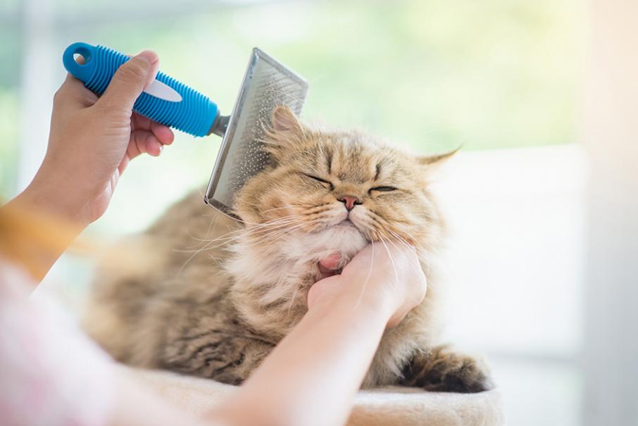 Comment brosser les poils de son chat ? - Doctissimo