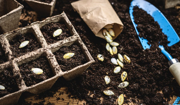 Astuces jardin : comment trier et stocker ses graines plus facilement ?