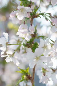 Le Prunus kurilensis Briljant