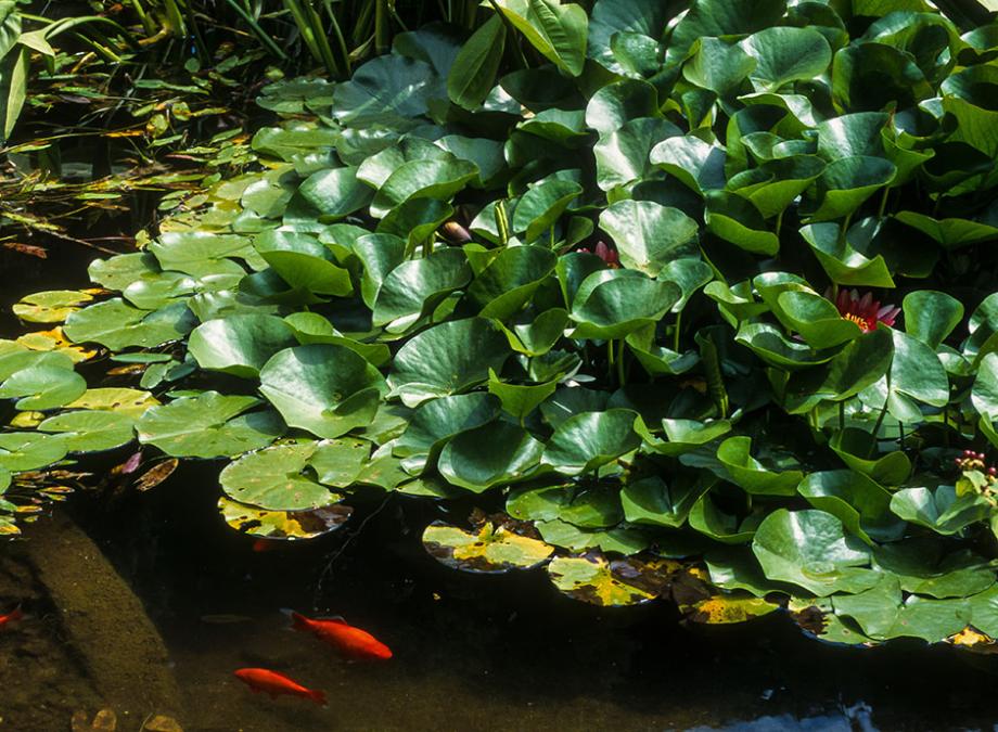 L'installation des plantes aquatiques dans un bassin creusé dans le jardin  ou hors sol 