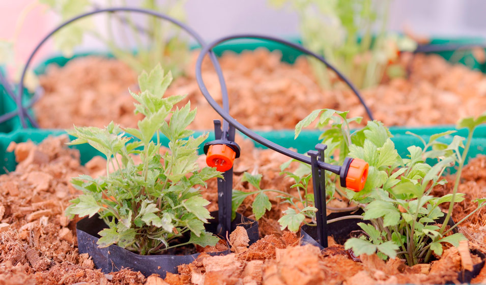 Système d'arrosage automatique de plante domestique d'irrigation goutte à  goutte de soutien de la vie végétale 