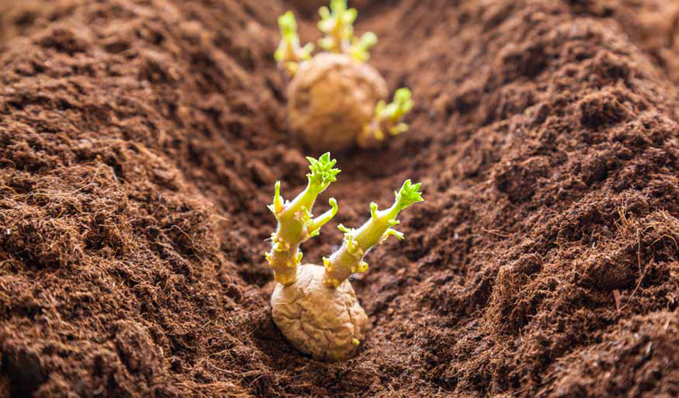 pomme de terre planter