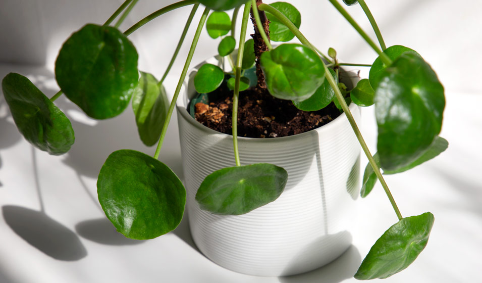 12 plantes grasses retombantes pour végétaliser votre intérieur