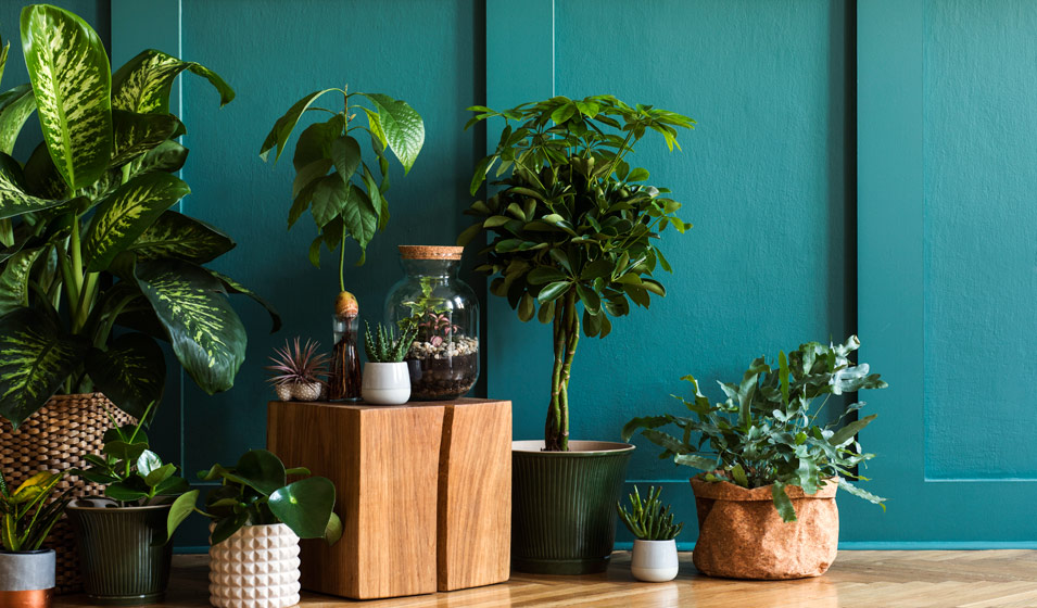 12 plantes d'intérieur décoratives et faciles d'entretien