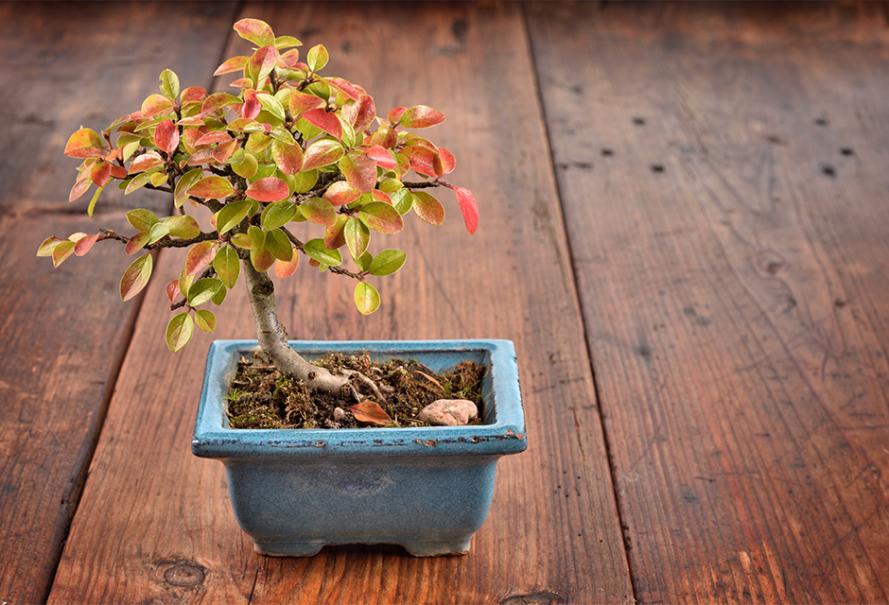 Entretien et arrosage du bonsaï - Gamm vert