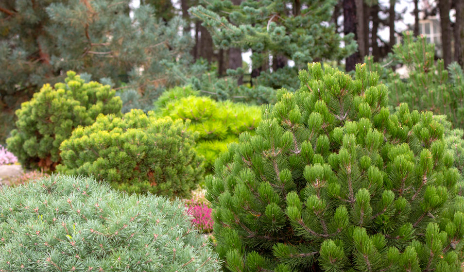 Pins (Pinus) et autres conifères nains