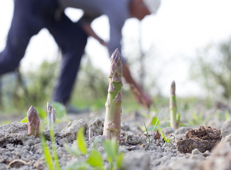 Quel engrais pour les asperges ?