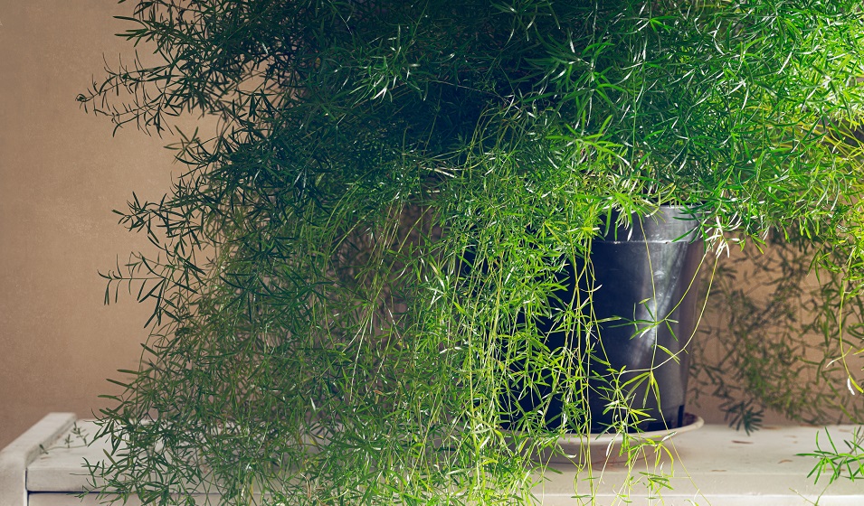 plante artificielle