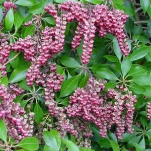 Pieris 'Valley Valentine'