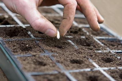 Leçon de jardinage : 12 conseils de pro pour réussir ses semis - Gamm vert
