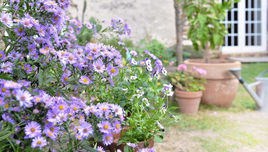L'aster
