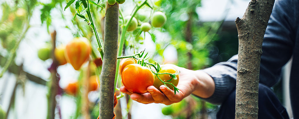Des tomates sans modération !
